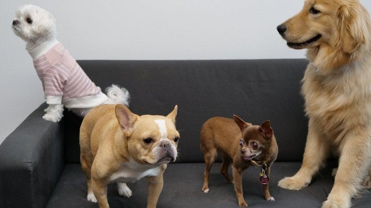 Social Media Tips From 4 Dogs With More Followers Than You