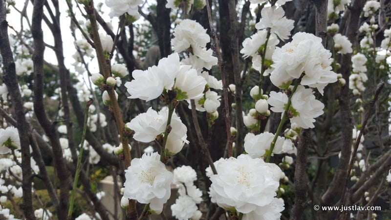 WhiteBlossom