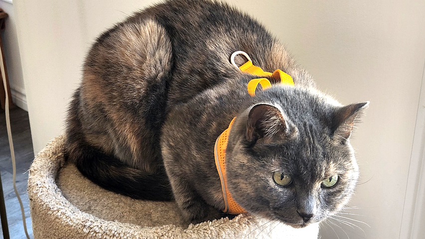 Our tortie cat in an orange harness