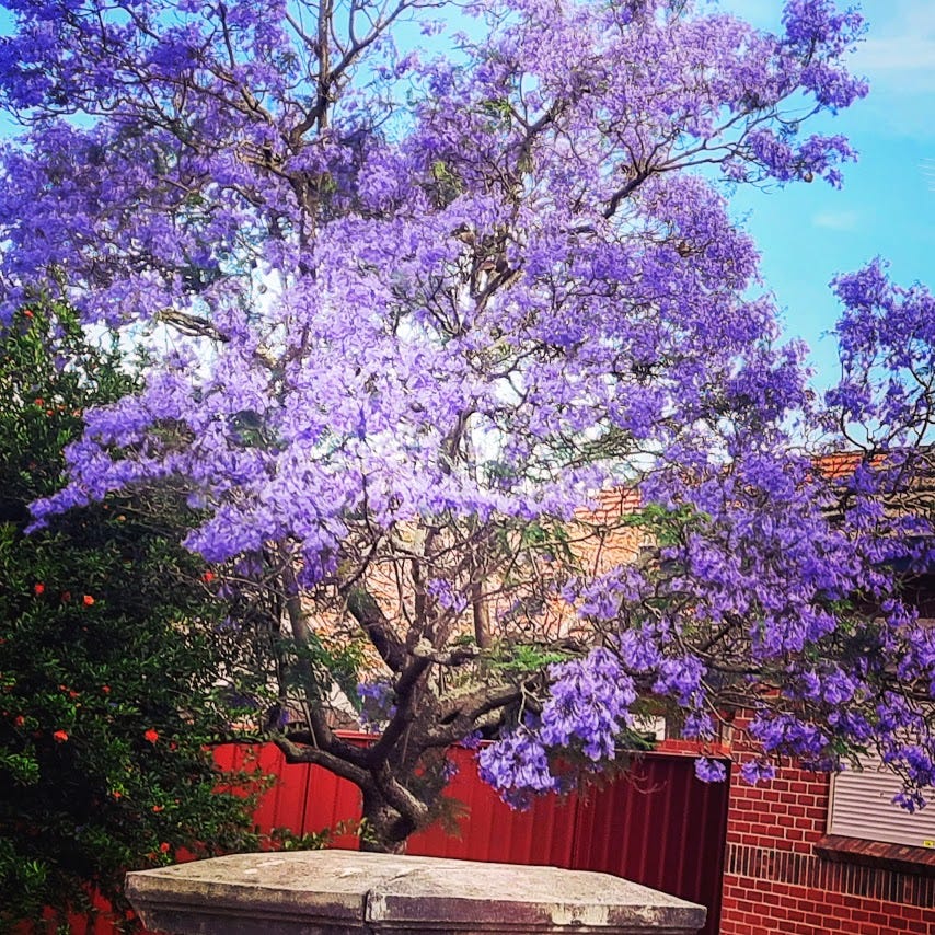 Jacaranda blooms