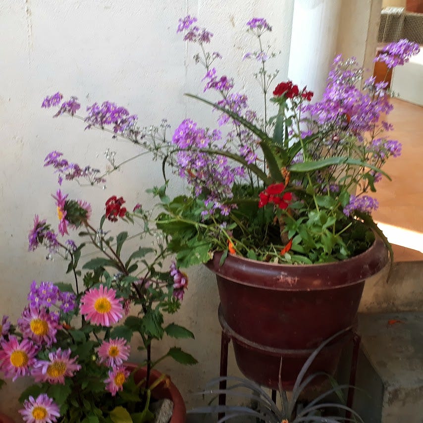 Daisies in bloom. Himachal Pradesh