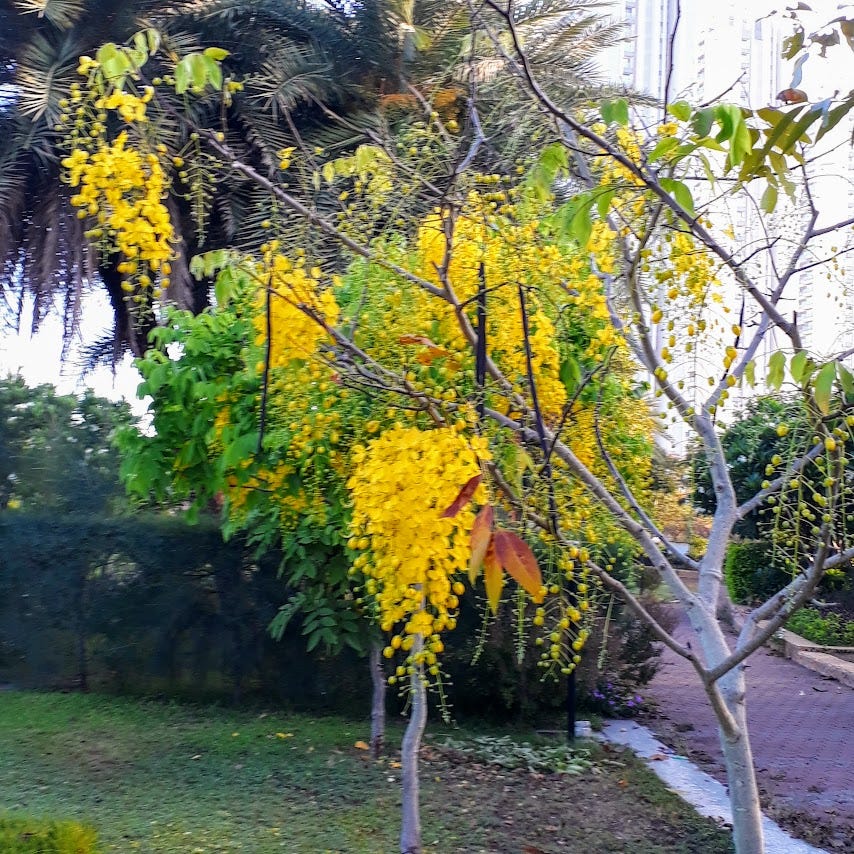 Indian laburnum