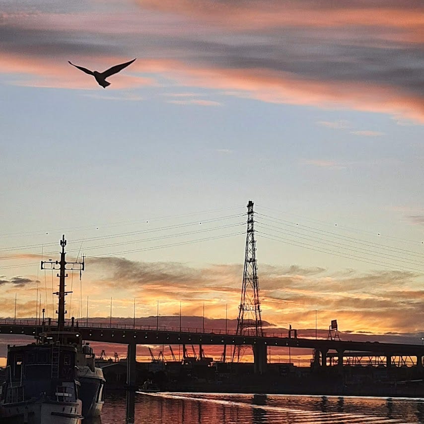 Seagull, sunset, Melbourne Docklands