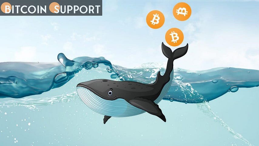 Despite warnings that the price of bitcoin could fall below $40K, bitcoin whales continue to fill their bags