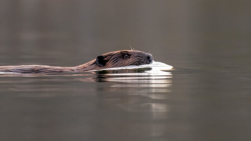 Beavers are agents of profound change, able to restore habitats and improve the health of a watershed by creating lush wetlands for a variety of wildlife to enjoy.