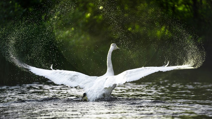 White swan with wings spread on water