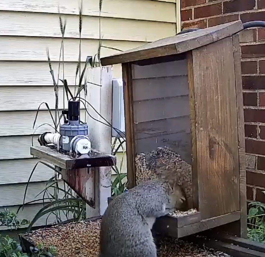Squirrel in Bird Feeder