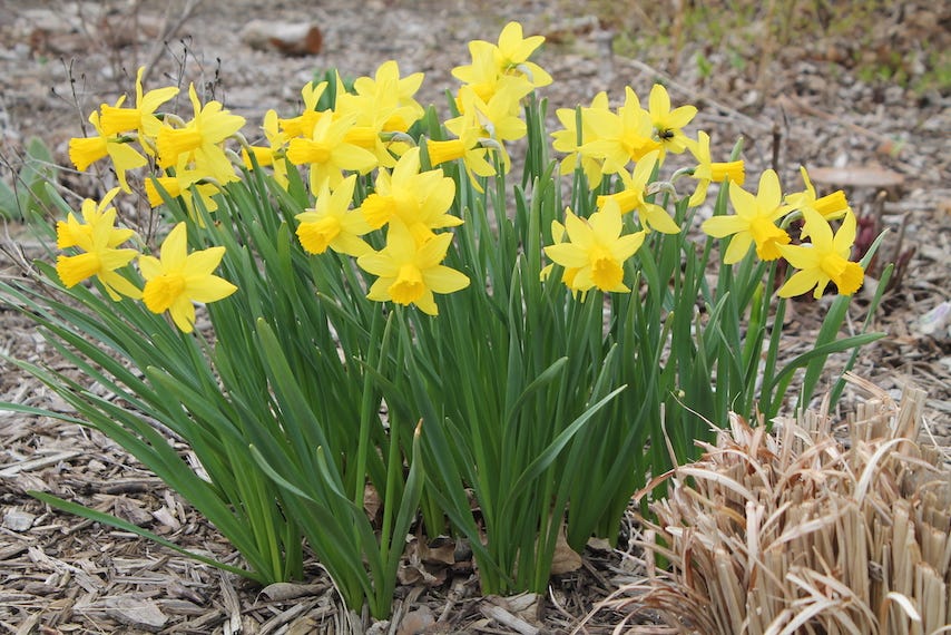 plants toxic to dogs: Daffodil