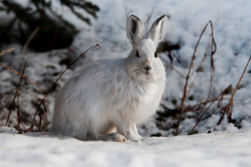 An all white hare stands alert in a white wintery scene.
