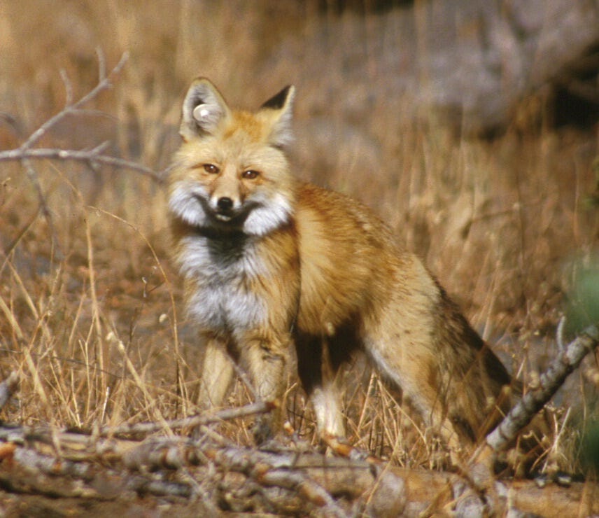 Sierra Nevada Red Fox in dry brush