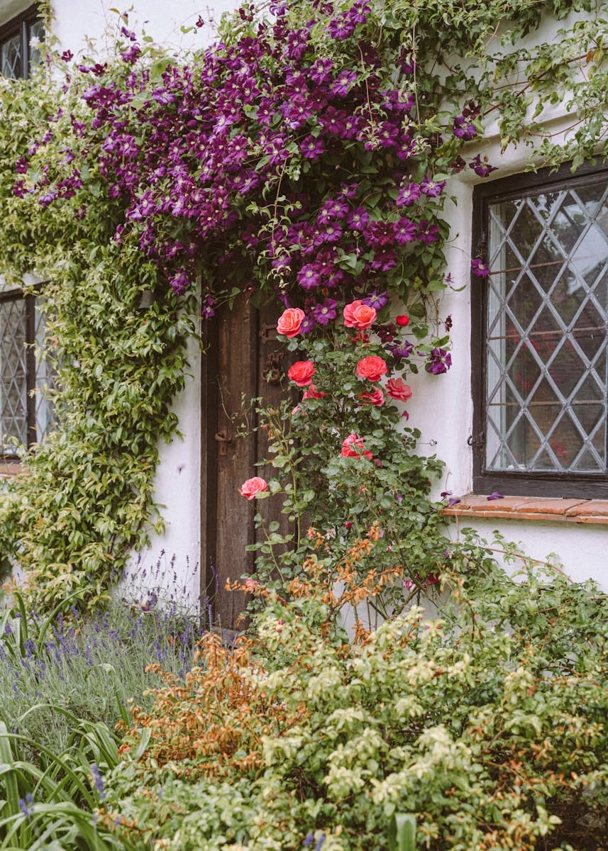 Old house with flowers on wall, climbing roses