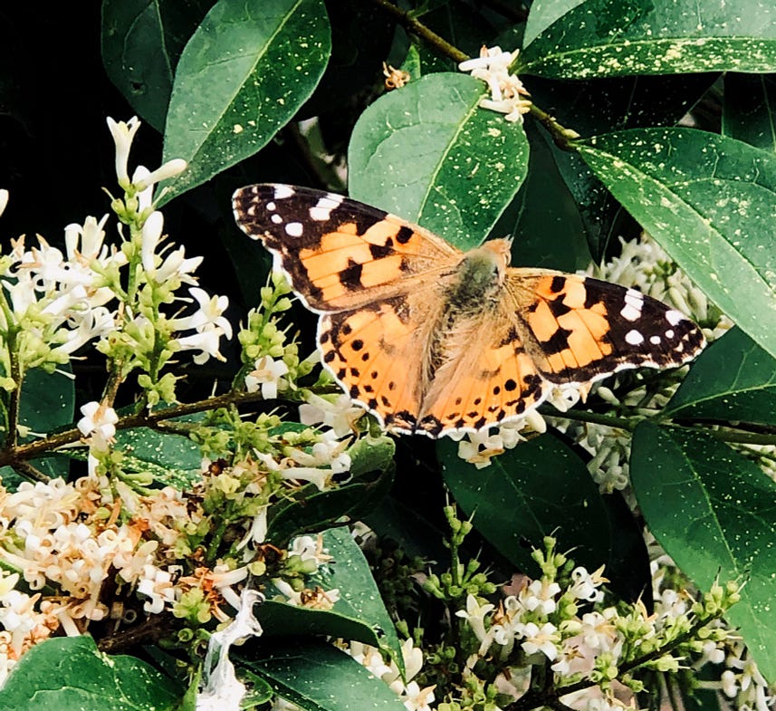 Photo of a Painted Lady butterfly.