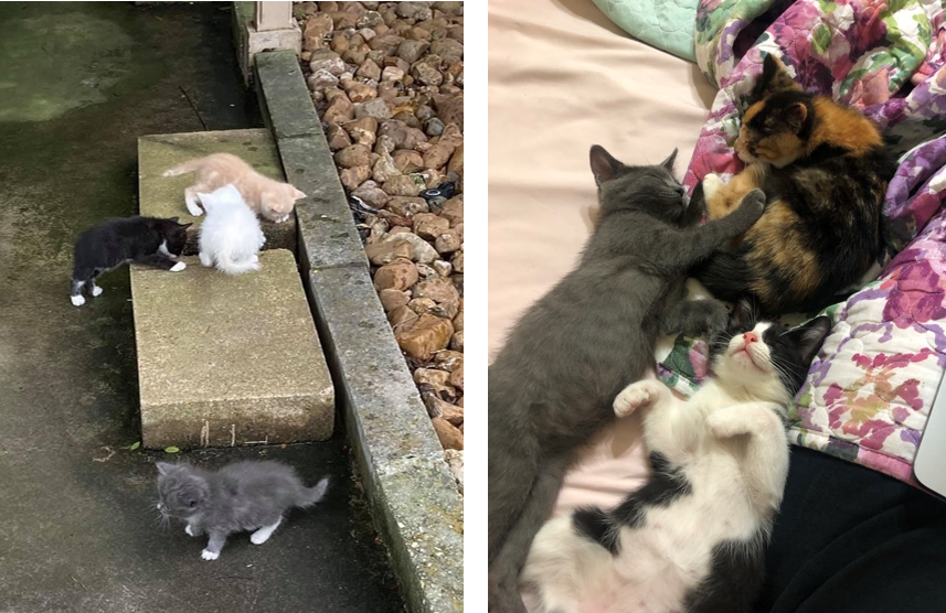 Photos of some of the kittens and cats that Anika has helped rescue in her volunteer work.