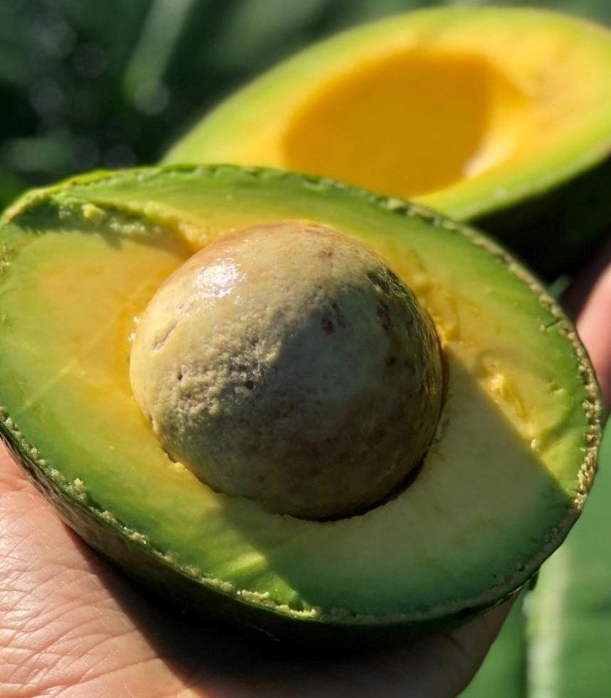 Avocado Jaguacy cortado no meio com caroço