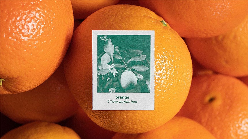 Photo of oranges, with a card with the scientific name “Citrus aurantium”