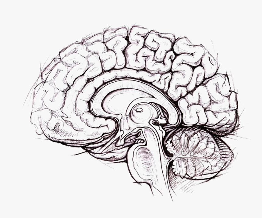 Black and white sketch of a sagittal view of the human brain