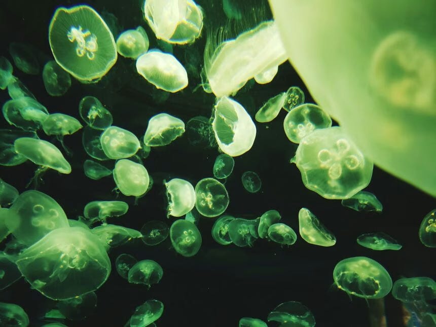 Tiny Microbe That Could Turn Martian Dust into Oxygen Tiny Microbe That Could Turn Martian Dust into Oxygen