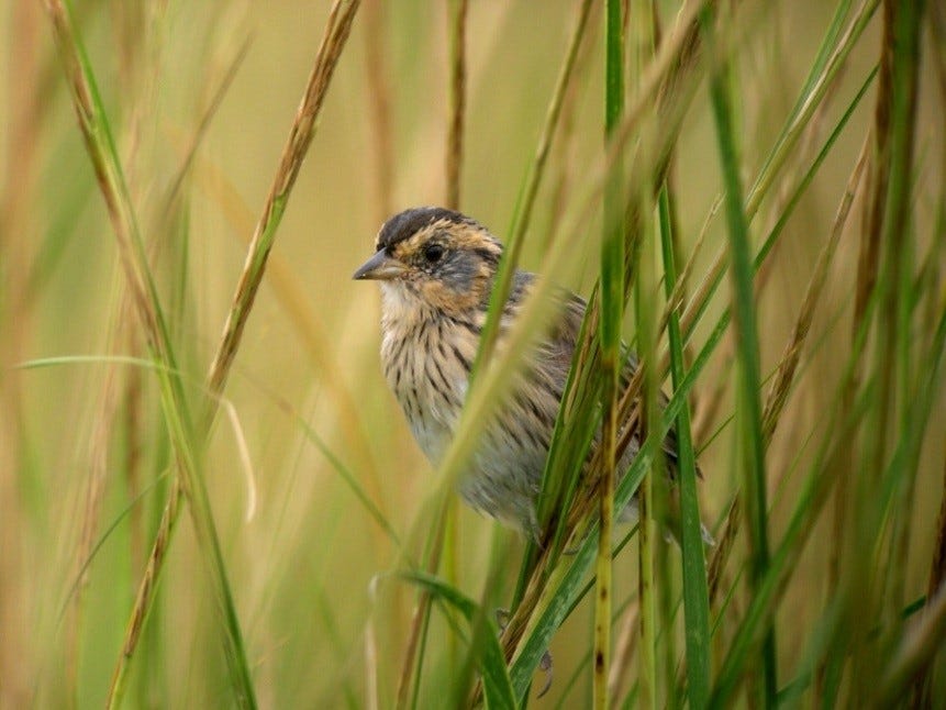 Saltmarsh sparrow in the cordgrass