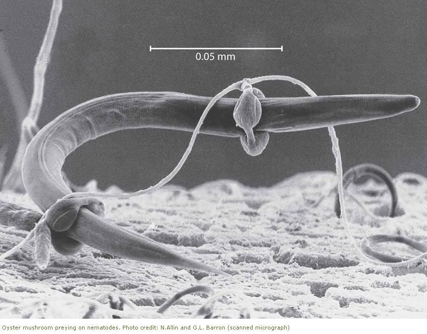 An electron scanning microscope of a mushroom hunting a nematode — photo credit to N Allin and GL Barron and the National Park Service — https://www.nps.gov/yose/blogs/mushrooms-predators-in-the-duff.htm?ref=thewhippet.org