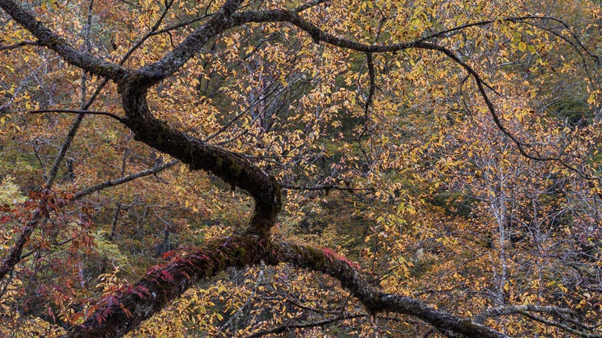 Twisted branch surrounded by yellow and red leaves