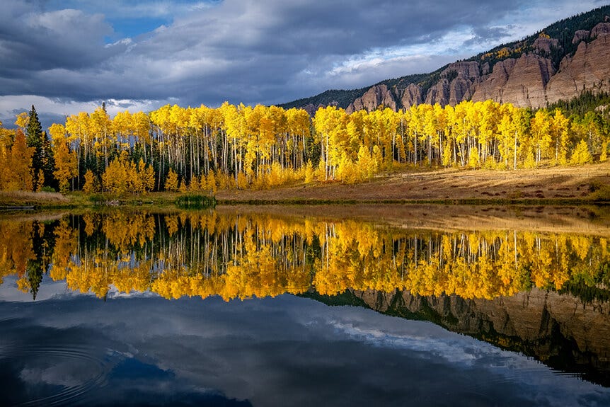Row of vibrant yellow trees, reflected in still lake