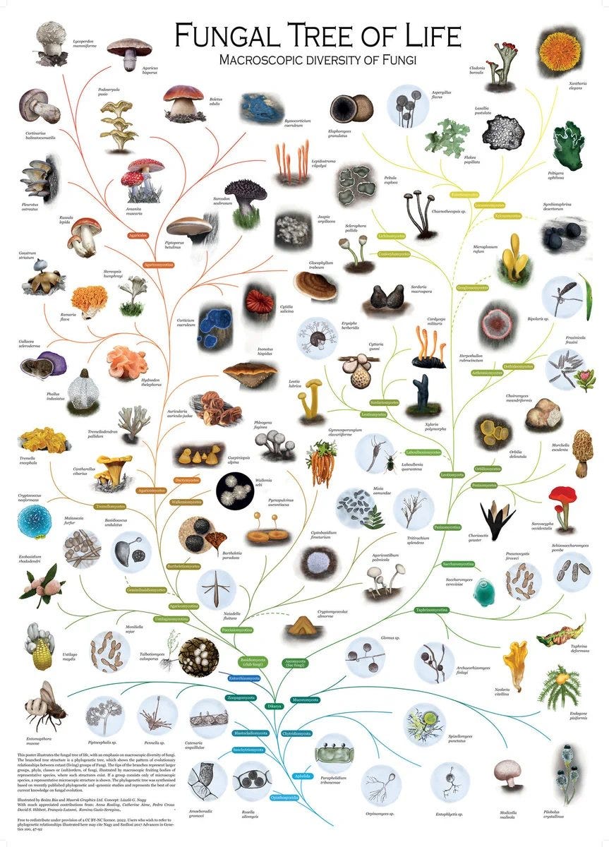 Fungi are among the most important and beautiful soil organisms (source).