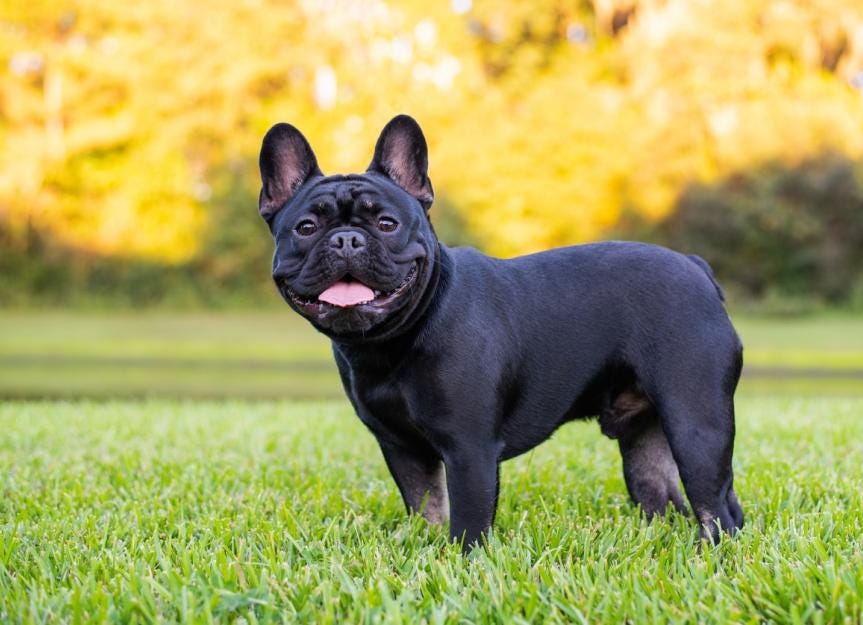 French Bulldog