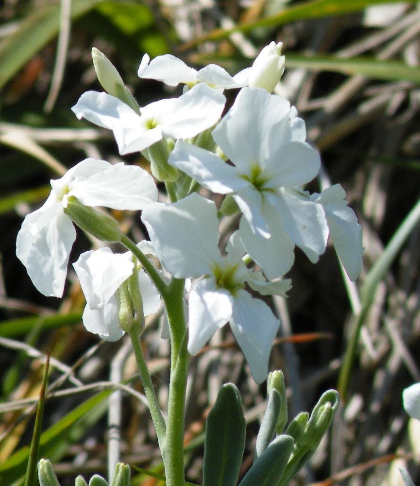 Matthiola incana