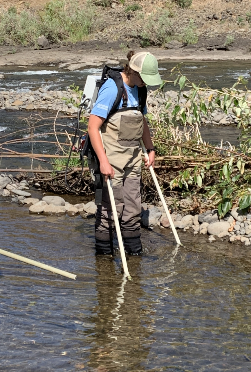 Student Assistant, Sophia Love, electrofishing for larval Pacific Lamprey in the Umatilla River, Oregon.