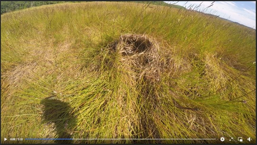 a circular mound of grasses in the middle of an open marsh