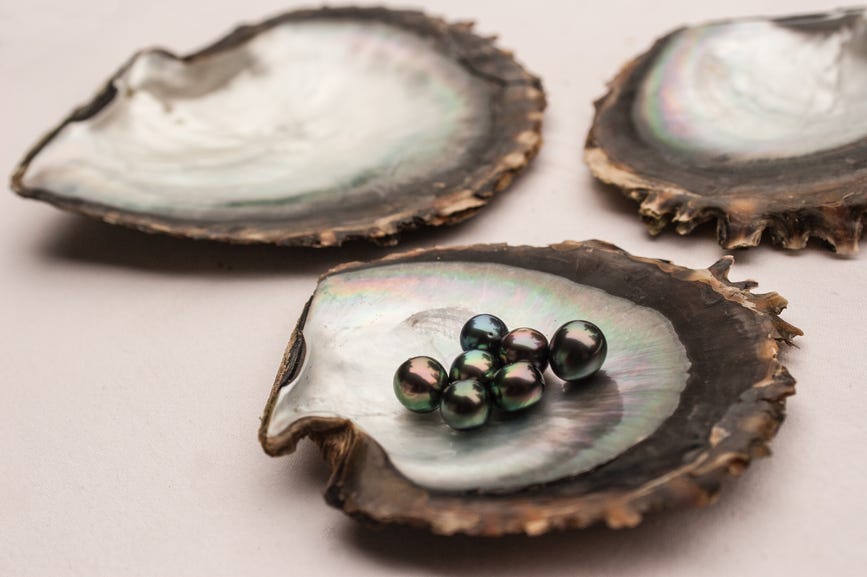 Two oyster shells in the background and one in the front with their seven natural black and shining pearls inside.