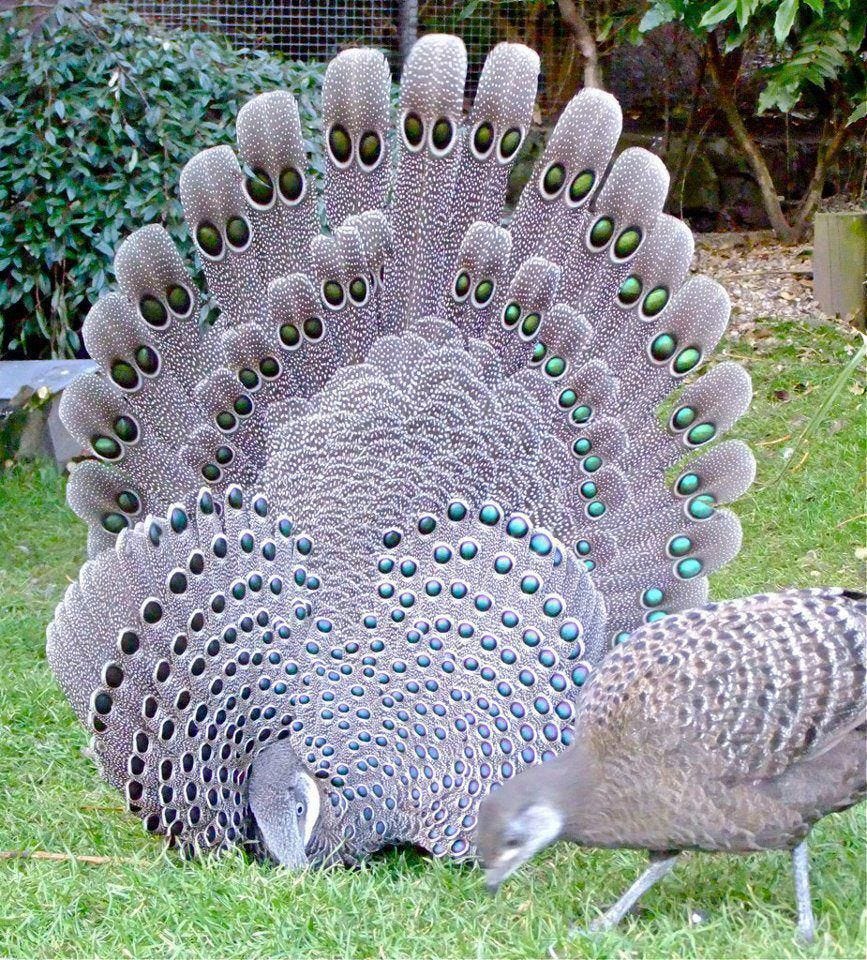 grey peacock pheasant