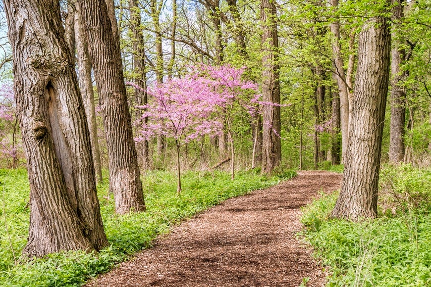 A picture of a pink flower tree next to tall trees in the forest