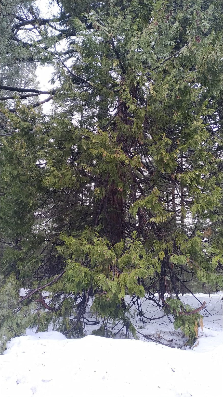 Mount Shasta Snowy Winter Tree