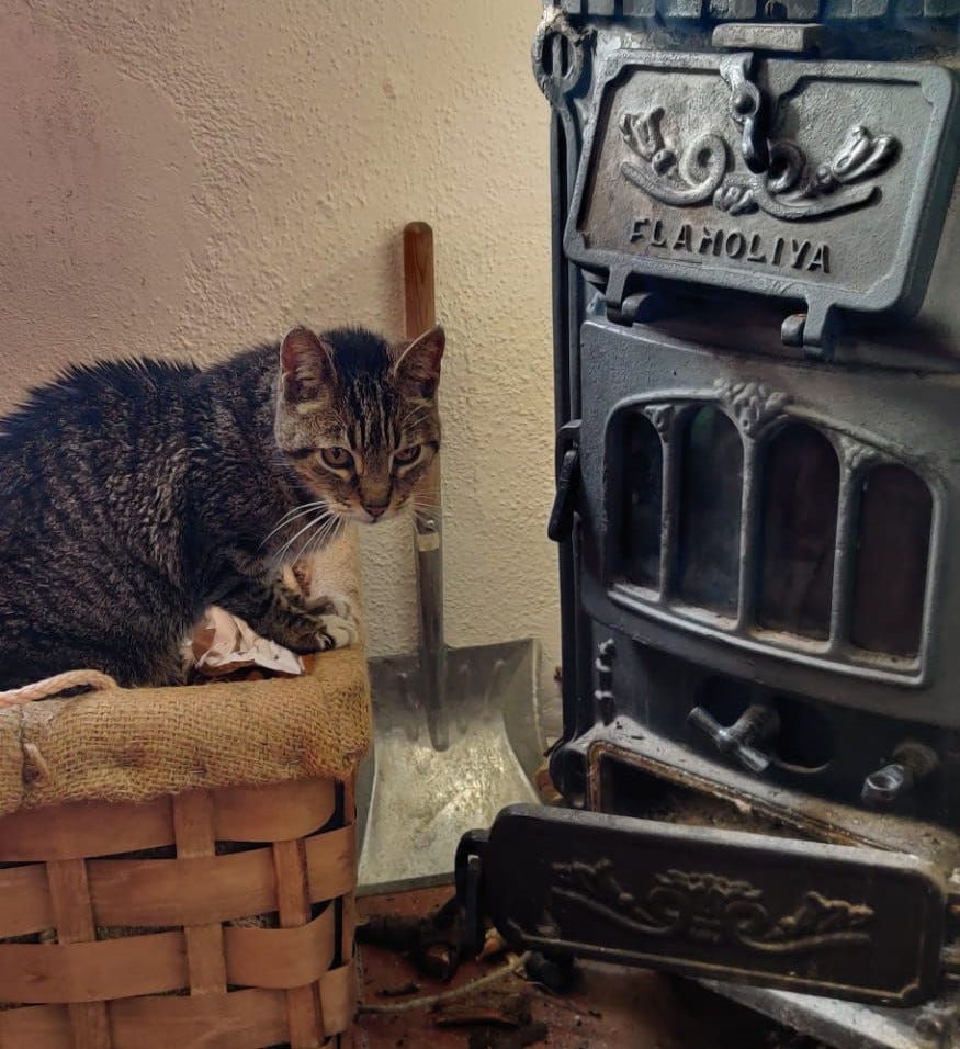 Tabby cat on top of a basket of wood warming up by the woodstove