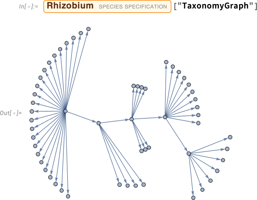 Taxonomy graph of Rhibozium