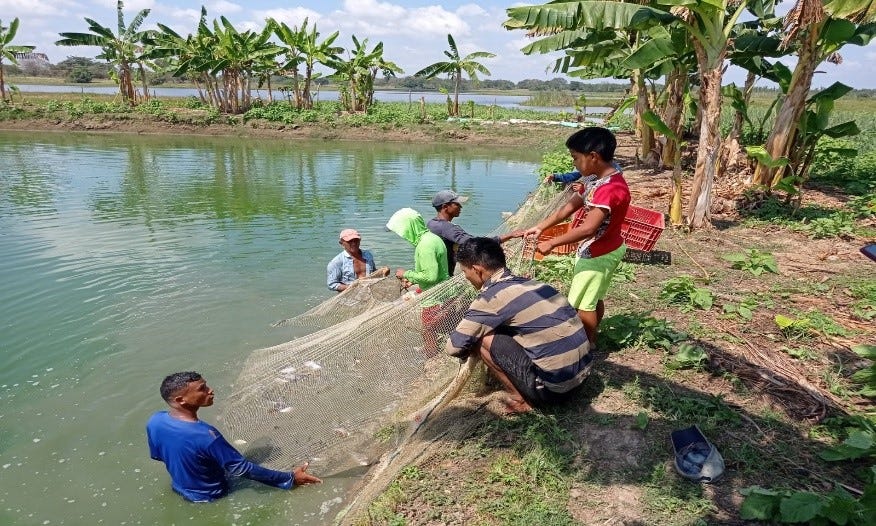 Un grupo de pescadores estiran una red en un estanque para pescar cachamas, un pez de la Amazonía que se cría para consumo.