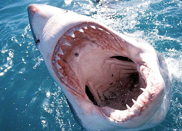 Shark