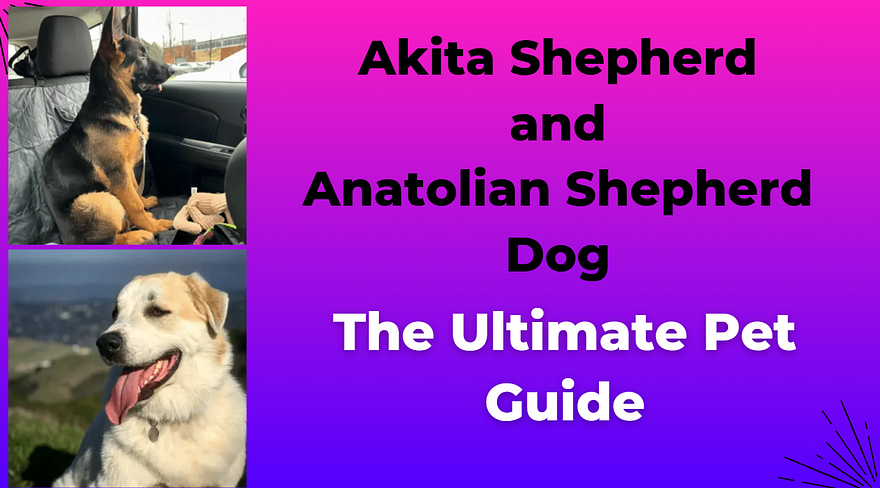 Akita Shepherd and Anatolian S