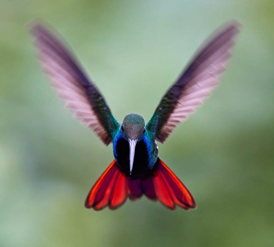 A humming bird on a green background.