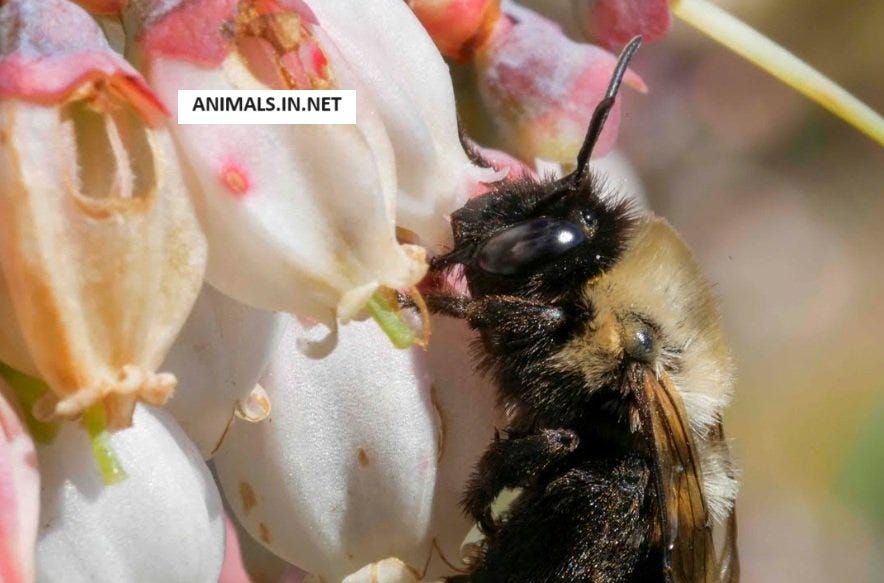 Top 10 Facts about Southeastern Blueberry Bee