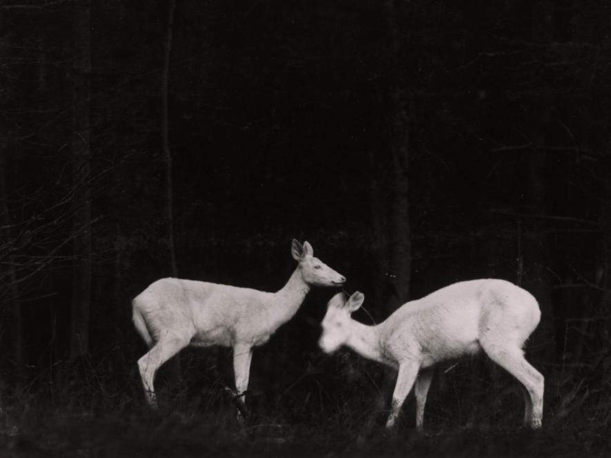 Black and white night photo with flashlight of two deers in a wood by George Shiras III
