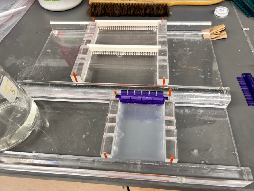 Fig 7. My first gel, just solidified