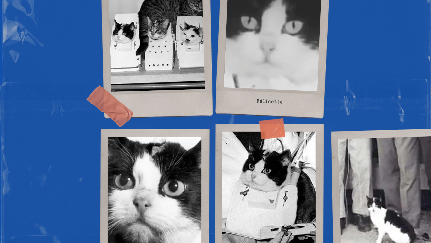 Félicette the Cat Who Touched Space