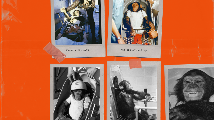 Ham the Astrochimp