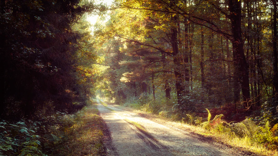 Image of road surrounded by forest