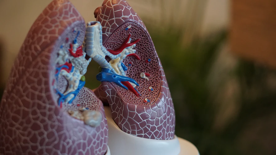 Plastic model of lungs, showing internal vasculature and airways.