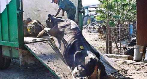 THIS COW WILL GO INTO 90 DIFFERENT BURGERS