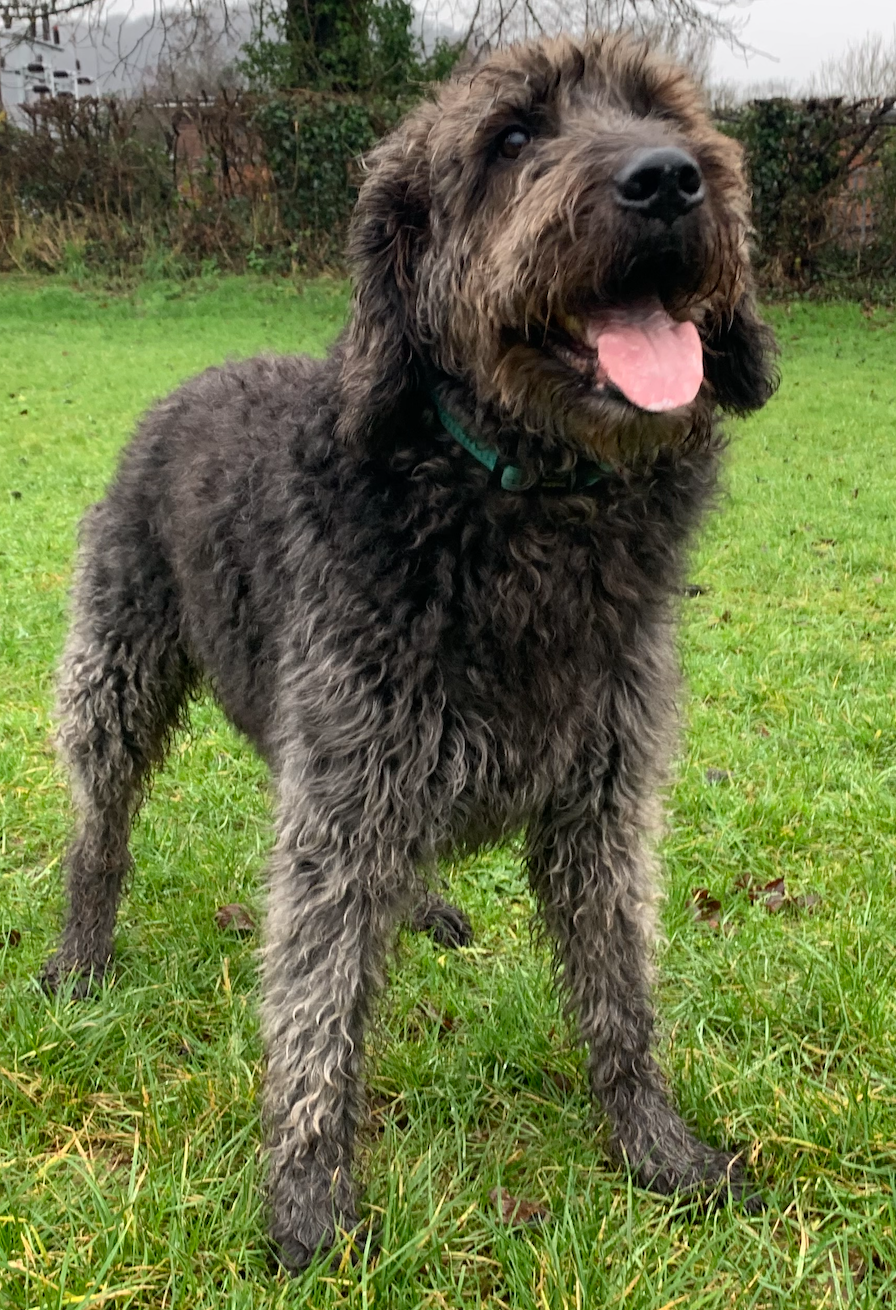 A black standard labradoodle dog