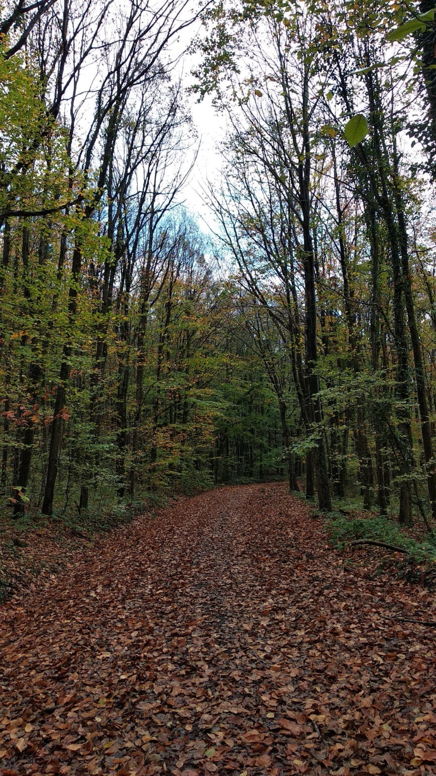 Photo by Zübeyir Tosun at Atatürk Arboretum